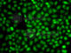 CAMP Responsive Element Binding Protein 1 antibody, A1189, ABclonal Technology, Immunofluorescence image 