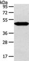 C-Terminal Binding Protein 1 antibody, CSB-PA243683, Cusabio, Western Blot image 