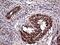 TRNA Methyltransferase 12 Homolog antibody, MA5-27169, Invitrogen Antibodies, Immunohistochemistry frozen image 