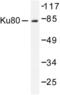 X-Ray Repair Cross Complementing 5 antibody, LS-C176287, Lifespan Biosciences, Western Blot image 