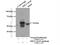 CWC27 Spliceosome Associated Cyclophilin antibody, 16502-1-AP, Proteintech Group, Immunoprecipitation image 