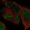 Phosphoribosylformylglycinamidine Synthase antibody, NBP1-84691, Novus Biologicals, Immunofluorescence image 