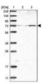 Zinc Finger Protein 846 antibody, PA5-56992, Invitrogen Antibodies, Western Blot image 