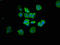 Caspase 7 antibody, LS-C211492, Lifespan Biosciences, Immunofluorescence image 
