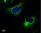 Cytochrome b-c1 complex subunit 1, mitochondrial antibody, MA5-27790, Invitrogen Antibodies, Immunofluorescence image 