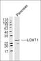 Inhibitor Of DNA Binding 4, HLH Protein antibody, orb101905, Biorbyt, Western Blot image 