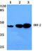 Interferon Regulatory Factor 2 antibody, A02935, Boster Biological Technology, Western Blot image 