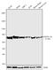 Annexin A6 antibody, 720161, Invitrogen Antibodies, Western Blot image 