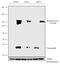 RB Transcriptional Corepressor 1 antibody, 711129, Invitrogen Antibodies, Western Blot image 