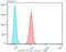 Ubiquitin Specific Peptidase 28 antibody, NBP2-76973, Novus Biologicals, Flow Cytometry image 