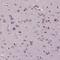 Transmembrane 4 L Six Family Member 20 antibody, NBP2-49388, Novus Biologicals, Immunohistochemistry frozen image 