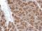 Synaptotagmin-like protein 4 antibody, GTX119939, GeneTex, Immunohistochemistry paraffin image 