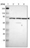 WD Repeat Domain 25 antibody, PA5-51826, Invitrogen Antibodies, Western Blot image 