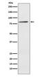 Engulfment And Cell Motility 1 antibody, M03091-1, Boster Biological Technology, Western Blot image 