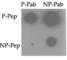 TRAF2 And NCK Interacting Kinase antibody, abx031925, Abbexa, Western Blot image 