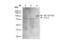 Potassium Voltage-Gated Channel Subfamily C Member 2 antibody, NBP2-59328, Novus Biologicals, Western Blot image 