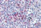Spi-1 Proto-Oncogene antibody, MBS246934, MyBioSource, Immunohistochemistry frozen image 