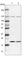 Ubiquitin-fold modifier-conjugating enzyme 1 antibody, HPA028722, Atlas Antibodies, Western Blot image 