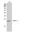 Immunoglobulin Lambda Like Polypeptide 1 antibody, A08965, Boster Biological Technology, Western Blot image 