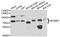 Myotubularin Related Protein 2 antibody, STJ111510, St John