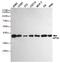 Eukaryotic Translation Initiation Factor 2 Subunit Alpha antibody, GTX66838, GeneTex, Western Blot image 