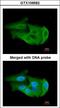 Phosphoglycerate Mutase 2 antibody, LS-C186082, Lifespan Biosciences, Immunocytochemistry image 