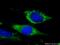 Wnt Family Member 10A antibody, 26238-1-AP, Proteintech Group, Immunofluorescence image 