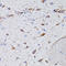 Arginine Vasopressin antibody, A00384-1, Boster Biological Technology, Immunohistochemistry frozen image 