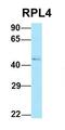 Ribosomal Protein L4 antibody, orb326502, Biorbyt, Western Blot image 