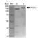 Mediator Of DNA Damage Checkpoint 1 antibody, MA5-27650, Invitrogen Antibodies, Western Blot image 