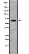 Ethanolamine-Phosphate Phospho-Lyase antibody, orb337981, Biorbyt, Western Blot image 