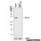 Growth Differentiation Factor 15 antibody, NBP2-44214, Novus Biologicals, Western Blot image 