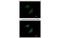 Peptidase Inhibitor 15 antibody, MBS835109, MyBioSource, Immunofluorescence image 