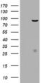 Ribonucleotide Reductase Catalytic Subunit M1 antibody, MA5-26497, Invitrogen Antibodies, Western Blot image 