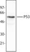 p53 antibody, LS-C41085, Lifespan Biosciences, Western Blot image 