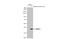 BCL2 Interacting Protein 3 Like antibody, GTX111876, GeneTex, Western Blot image 