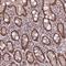 Nuclear Cap Binding Protein Subunit 1 antibody, NBP2-33546, Novus Biologicals, Immunohistochemistry frozen image 