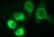 Homocysteine Inducible ER Protein With Ubiquitin Like Domain 1 antibody, NBP2-45970, Novus Biologicals, Immunofluorescence image 