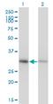 Annexin A4 antibody, H00000307-M13, Novus Biologicals, Western Blot image 