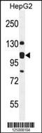 ER Membrane Protein Complex Subunit 1 antibody, MBS9209720, MyBioSource, Western Blot image 