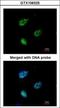 Karyopherin Subunit Alpha 4 antibody, GTX106325, GeneTex, Immunocytochemistry image 