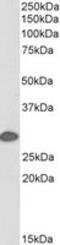 Stratifin antibody, orb382928, Biorbyt, Western Blot image 
