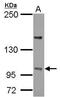 Protein Phosphatase 4 Regulatory Subunit 4 antibody, PA5-32166, Invitrogen Antibodies, Western Blot image 