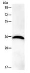 Protein Phosphatase 1 Catalytic Subunit Beta antibody, orb107428, Biorbyt, Western Blot image 