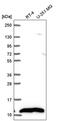 NADH:Ubiquinone Oxidoreductase Subunit B1 antibody, PA5-66629, Invitrogen Antibodies, Western Blot image 