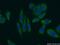 La Ribonucleoprotein Domain Family Member 1 antibody, 13708-1-AP, Proteintech Group, Immunofluorescence image 