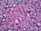 Complement C5a Receptor 1 antibody, 51-844, ProSci, Immunohistochemistry frozen image 