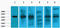 Keratin 18 antibody, STJ96999, St John