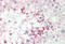 Acrosin antibody, MBS248509, MyBioSource, Immunohistochemistry frozen image 