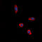 Purinergic Receptor P2Y13 antibody, LS-C368449, Lifespan Biosciences, Immunofluorescence image 
